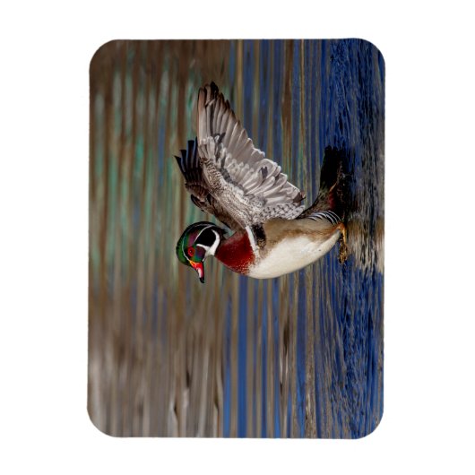 Wood Duck Magnet (Vertikal)