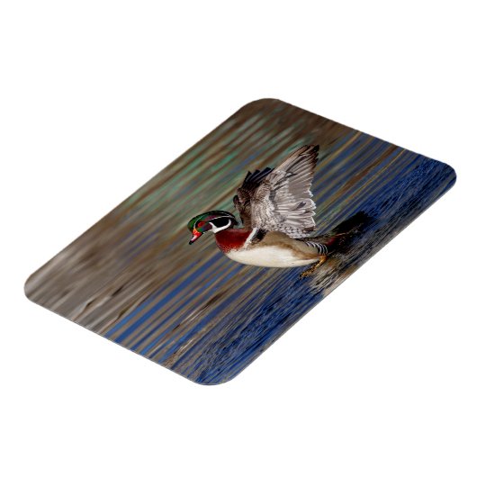 Wood Duck Magnet (Linke Seite)