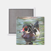 Wood Duck Magnet (Vorderseite/Rückseite)