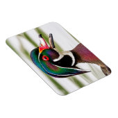 Wood Duck Magnet (Rechte Seite)