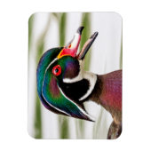Wood Duck Magnet (Vertikal)