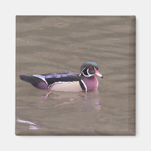 Wood Duck Magnet