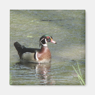 Wood Duck Magnet