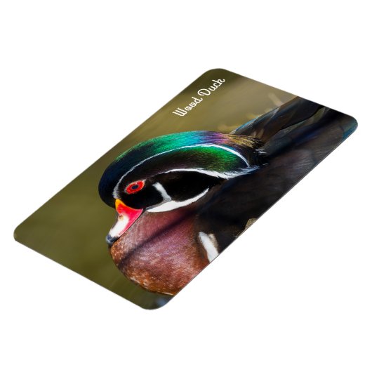 Wood Duck Magnet (Linke Seite)