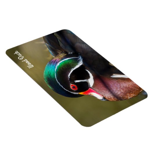 Wood Duck Magnet (Rechte Seite)
