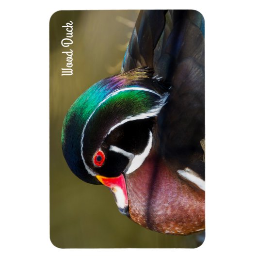 Wood Duck Magnet (Vertikal)