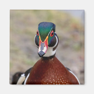 Wood Duck Magnet