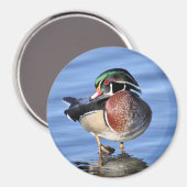 Wood Duck Magnet (Vorderseite/Rückseite)