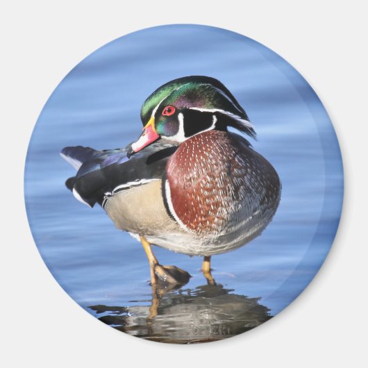 Wood Duck Magnet (Vorne)
