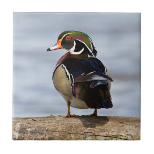 Wood Duck Male on log in wetland Fliese