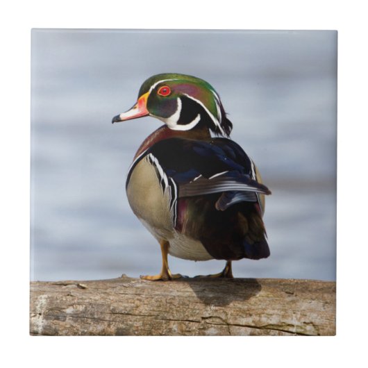 Wood Duck Male on log in wetland Fliese (Vorderseite)