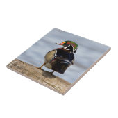 Wood Duck Male on log in wetland Fliese (Seite)