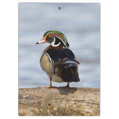 Wood Duck Male on log in wetland Klemmbrett (Rückseite)