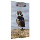 Wood Duck Male on log in wetland Klemmbrett (Rechts)