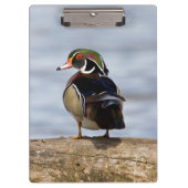 Wood Duck Male on log in wetland Klemmbrett (Vorderseite)
