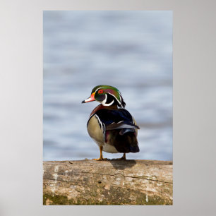 Wood Duck Male on log in wetland Poster