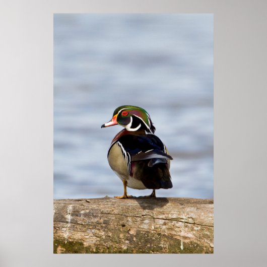 Wood Duck Male on log in wetland Poster (Vorne)