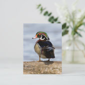 Wood Duck Male on log in wetland Postkarte (Stehend Vorderseite)