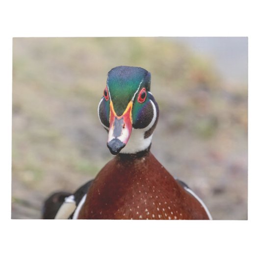 Wood Duck Notizblock (Vorderseite)