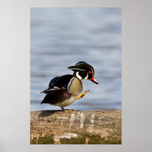 Wood Duck on log in wetland Poster