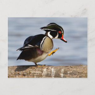 Wood Duck on log in wetland Postkarte