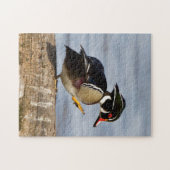 Wood Duck on log in wetland Puzzle (Horizontal)