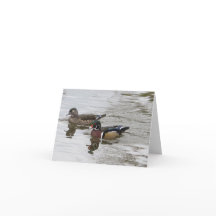 Wood Duck Pair