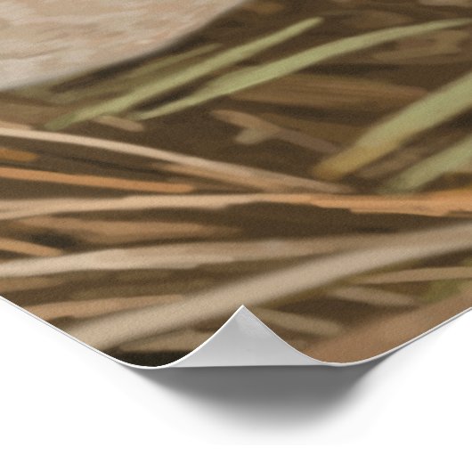 Wood Duck Poster (Ecke)