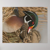 Wood Duck Poster (Vorne)