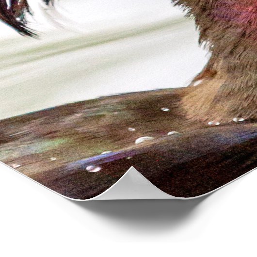 Wood Duck Poster (Ecke)