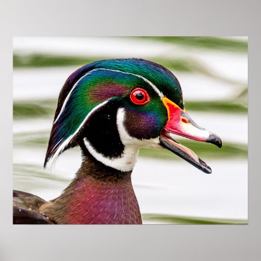 Wood Duck Poster (Vorne)