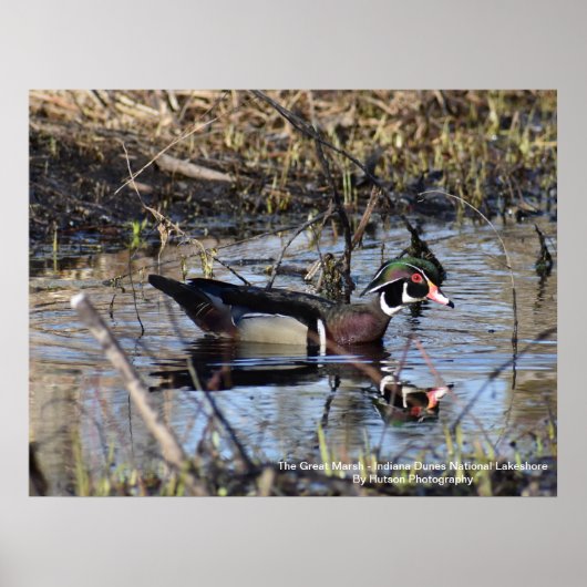 Wood Duck Poster (Vorne)
