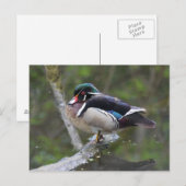 Wood Duck Postkarte (Vorne/Hinten)