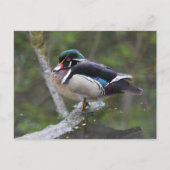 Wood Duck Postkarte (Vorderseite)