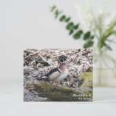 Wood Duck Postkarte (Stehend Vorderseite)