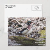 Wood Duck Postkarte (Vorne/Hinten)