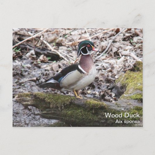 Wood Duck Postkarte (Vorderseite)