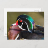 Wood Duck Postkarte (Vorne/Hinten)