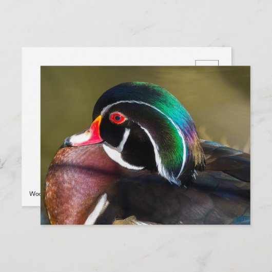 Wood Duck Postkarte (Vorne/Hinten)