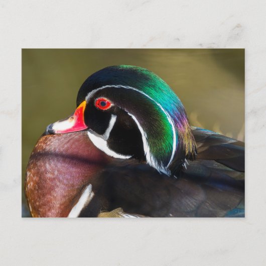 Wood Duck Postkarte (Vorderseite)