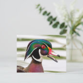 Wood Duck Postkarte (Stehend Vorderseite)