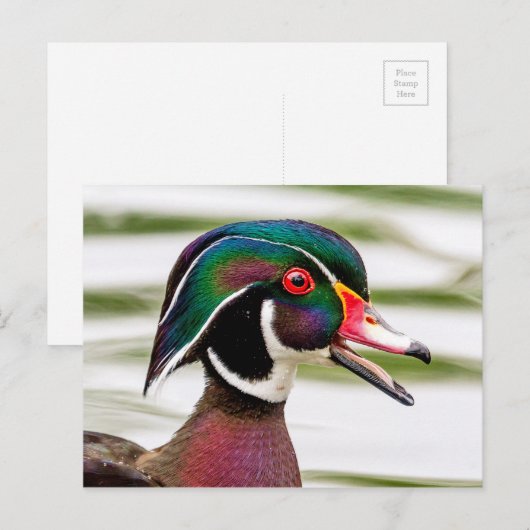 Wood Duck Postkarte (Vorne/Hinten)