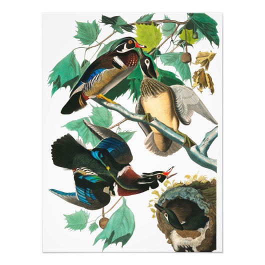 Wood Duck von John James Audubon Fotodruck (Vorne)