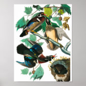 Wood Duck von John James Audubon Poster (Vorne)