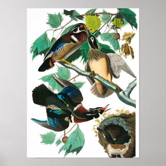 Wood Duck von John James Audubon Poster (Vorne)