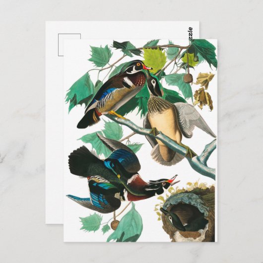 Wood Duck von John James Audubon Postkarte (Vorne/Hinten)