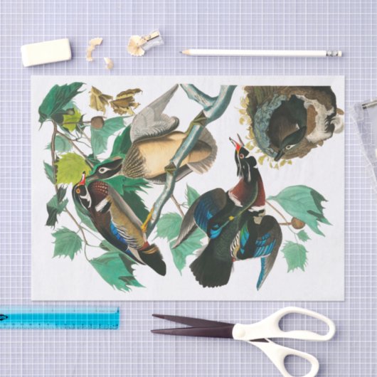 Wood Duck von John James Audubon Seidenpapier (Handwerk)