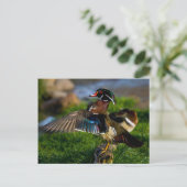 Wood Duck Wing Postkarte (Stehend Vorderseite)