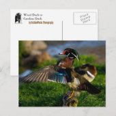 Wood Duck Wing Postkarte (Vorne/Hinten)