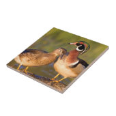 Wood Ducks and Female on log in wetland Fliese (Seite)